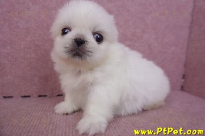 09/06白北京狗母幼犬9