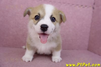 06/21雙色柯基犬公幼犬(台北)1