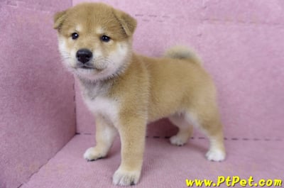 05/07赤色柴犬公幼犬7