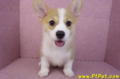 05/27雙色柯基犬公幼犬(台中西屯)4