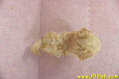 2/14奶油色馬爾泰迪 II 母幼犬(台中北屯)12