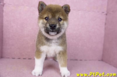 01/11赤色柴犬母幼犬3號(新竹竹北)1