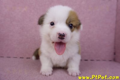 11/02雙色柯基犬公幼犬2號(屏東市)3