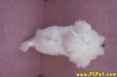 03/20馬爾濟斯公幼犬14
