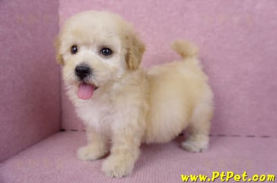 09/23泰迪比熊母幼犬(高雄鳳山)10