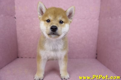 07/22赤色柴犬公幼犬(桃園中壢)2