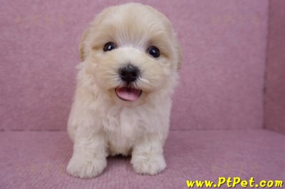 08/02奶油色馬爾泰迪公幼犬(桃園龍潭)3