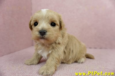 2/23奶油色馬爾泰迪 I 母幼犬2號(高雄鼓山)6