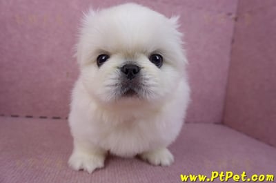 12/17北京狗公幼犬1號1