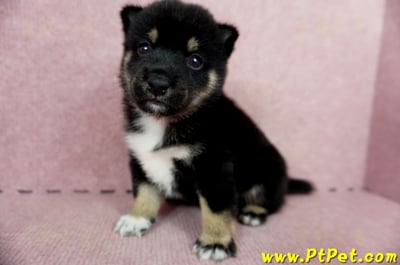 05/14黑色柴犬公幼犬(屏東市)6