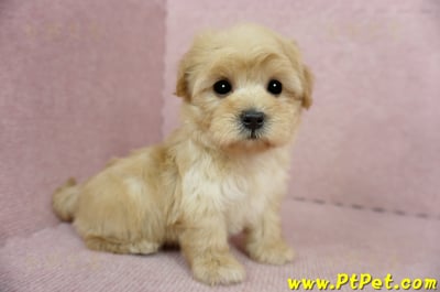 2/14奶油色馬爾泰迪 II 母幼犬(台中北屯)7