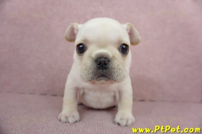 01/14奶油色法國鬥牛母幼犬(高雄三民)4