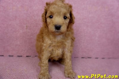 02/11紅貴賓母幼犬(桃園市 )2