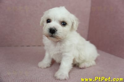 01/12比熊犬公幼犬1號(高雄鳥松)5