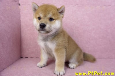 07/22赤色柴犬公幼犬10