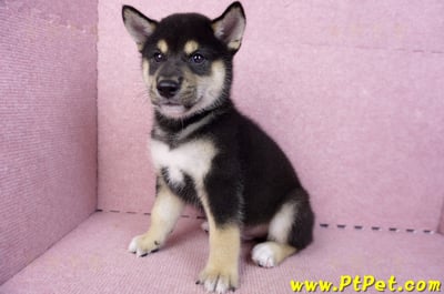 07/05黑色柴犬公幼犬(新北新莊)11