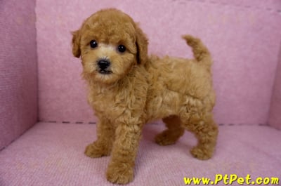 02/11紅貴賓公幼犬8