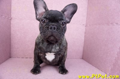 09/18虎斑色法國鬥牛母幼犬3