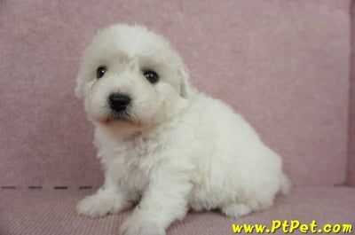 11/04比熊犬母幼犬1號(新竹市)7