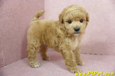 11/26迷你型奶油貴賓公幼犬3號(台北內湖)6