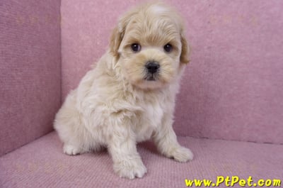 11/23馬爾泰迪公幼犬2號4