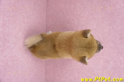 06/14赤色柴犬母幼犬(屏東九如)7