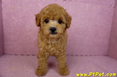 02/11紅貴賓公幼犬1