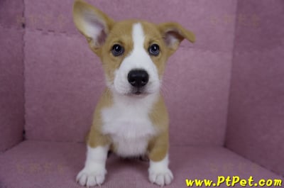 05/09雙色柯基犬公幼犬(南投市)3