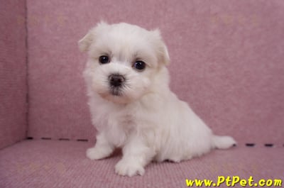 06/26迷你型馬爾濟斯 II 公幼犬1號(台東市)8