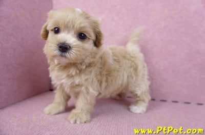 10/18馬爾泰迪母幼犬2號(南投竹山)10