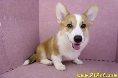 04/28雙色柯基犬公幼犬(屏東潮州)8