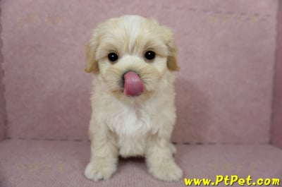 01/10奶油色馬爾泰迪公幼犬2號(花蓮光復)4