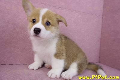 10/10雙色柯基犬母幼犬1號(宜蘭市)11