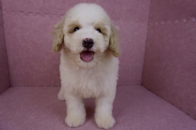 07/10迷你型花貴賓公幼犬(奶油花)(屏東東港)2