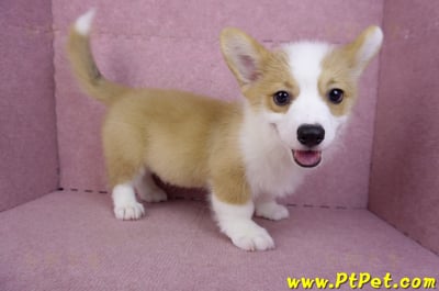 08/05雙色柯基犬公幼犬(新北新店)6