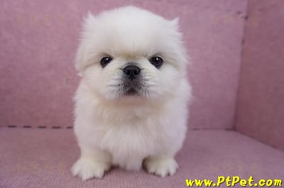 12/17北京狗公幼犬1號3