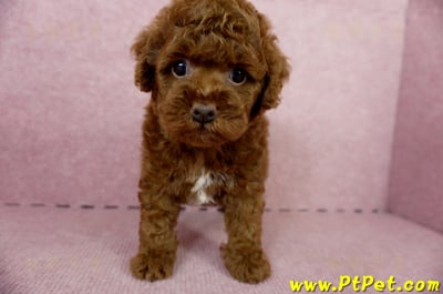 04/15玩具型紅貴賓公幼犬3號(屏東崁頂)2