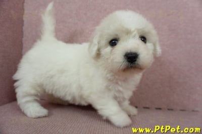 11/04比熊犬母幼犬1號(新竹市)1