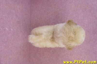 05/12泰迪比熊公幼犬(高雄大社)11