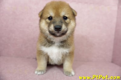 06/04赤色長毛柴犬母幼犬(桃園八德)2