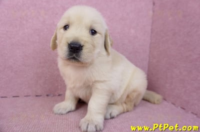 07/18黃金獵犬母幼犬2號(台南東區)6