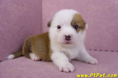 11/02雙色柯基犬公幼犬2號(屏東市)5