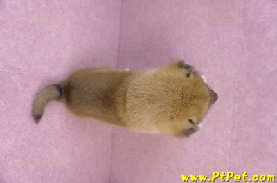 12/10赤色柴犬母幼犬9