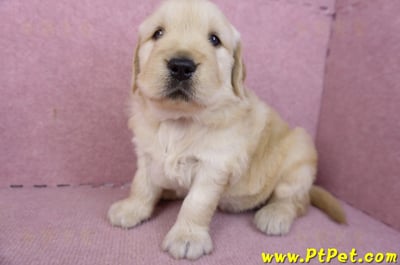 01/10黃金獵犬母幼犬1號(高雄左營)5