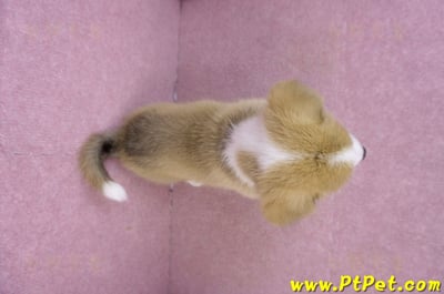 12/15雙色柯基犬母幼犬(桃園大園)11