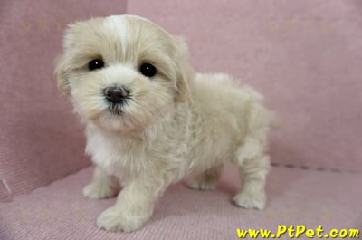 01/15奶油色馬爾泰迪 I 母幼犬(高雄新興)11