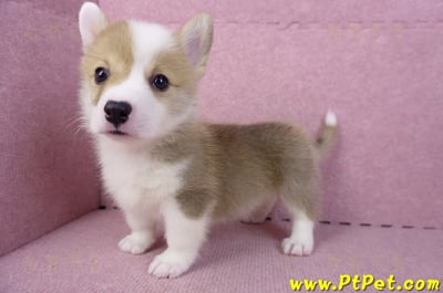 10/13雙色柯基犬公幼犬2號(台中南屯)9