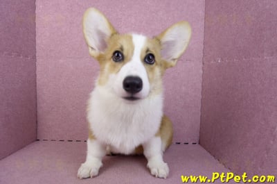 04/28雙色柯基犬公幼犬(屏東潮州)1