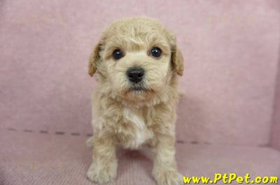 11/08泰迪比熊公幼犬2號(新北淡水)3