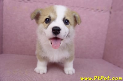 06/21雙色柯基犬公幼犬(台北)2